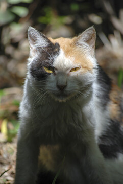 花丛后面躲着一只流浪猫