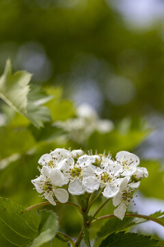 山楂花