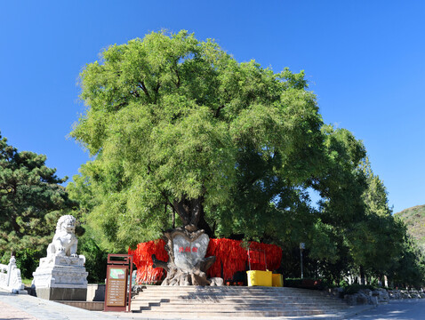 北京八大处许愿树