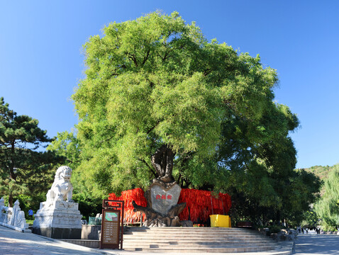 北京八大处许愿树