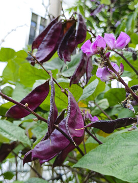 紫扁豆扁豆花