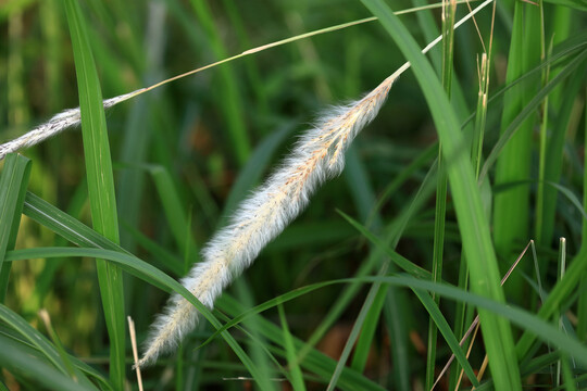 狼尾草