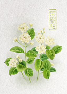 茉莉花