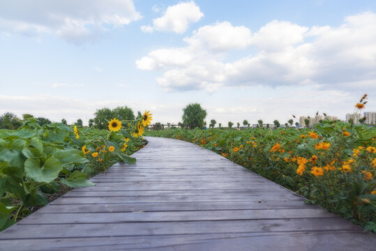 葵花蓝天