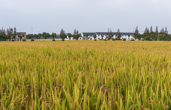 田园风光