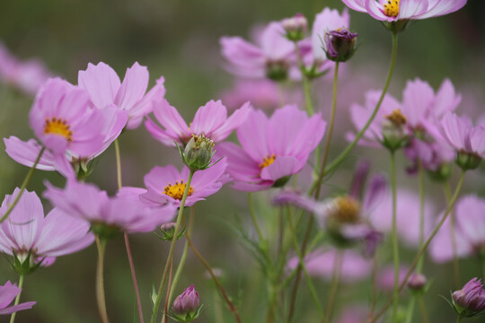 格桑花