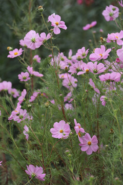 格桑花