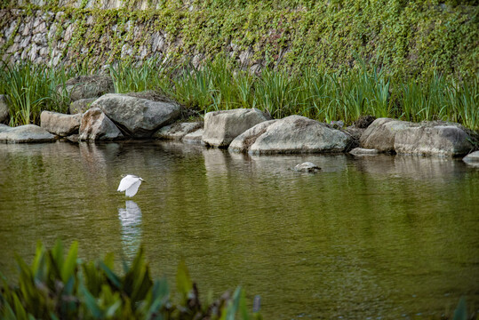 河道飞翔