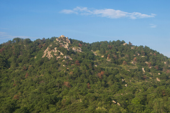 高山森林