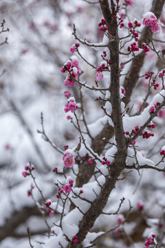 云南昭通乐居乡雪压樱花花蕾