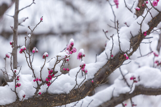 云南昭通乐居乡雪压樱花花蕾