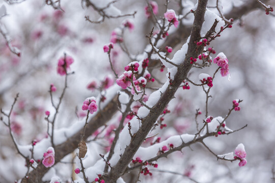 云南昭通乐居乡雪压樱花花蕾