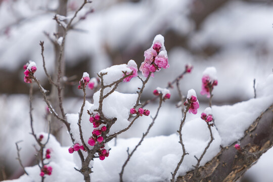 云南昭通乐居乡雪压樱花花蕾