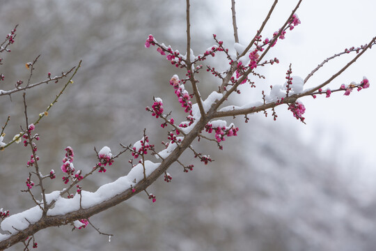 云南昭通乐居乡雪压樱花花蕾