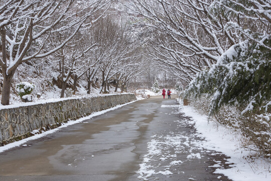 云南昭通乐居乡樱花树蜿蜒道路