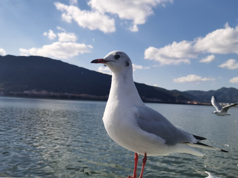 红嘴鸥