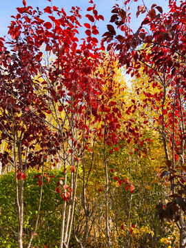 秋季树林红叶