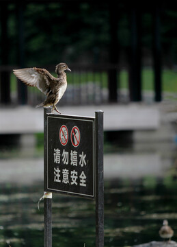 鸳鸯