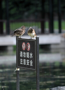 鸳鸯