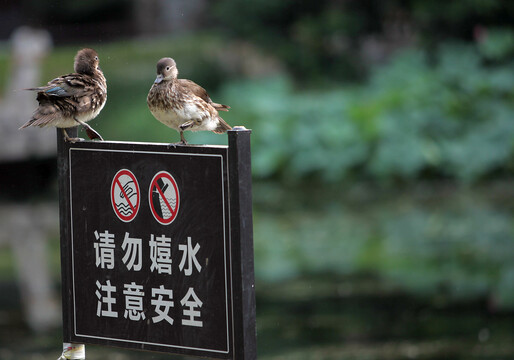 鸳鸯