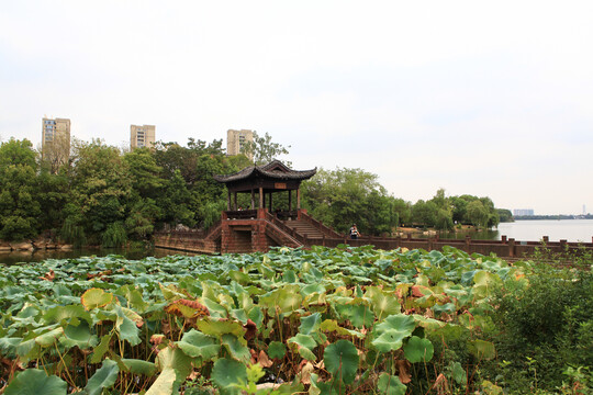 遗爱湖公园