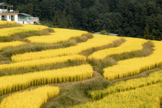 欧家梯田