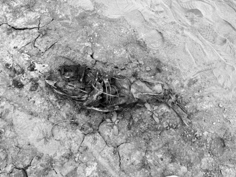 干枯的河床上一条死鱼