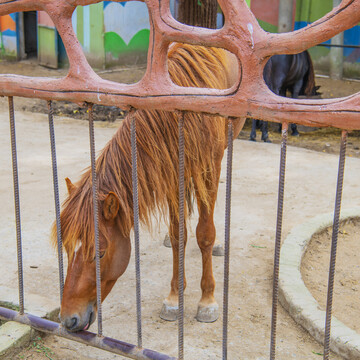 栏杆内一匹综红色的四川矮马