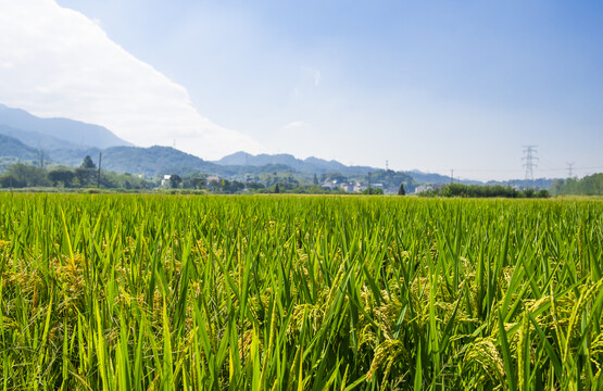 稻田