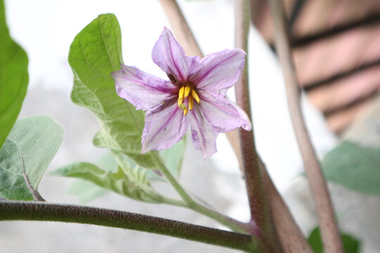 茄子花