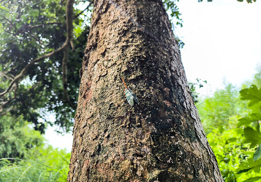 龙眼树干