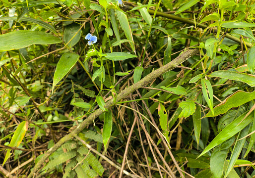 鸭跖草