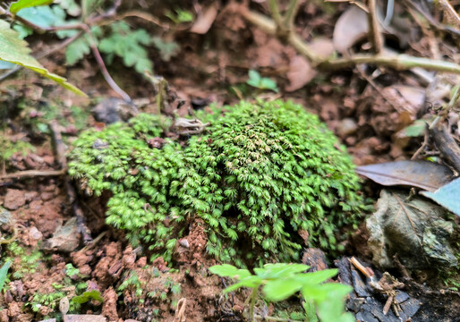 苔藓