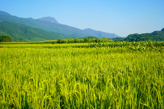 稻田