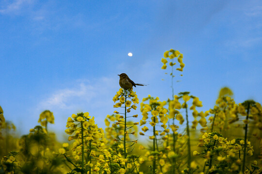 油菜花