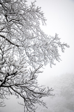 雪景树枝敬亭山