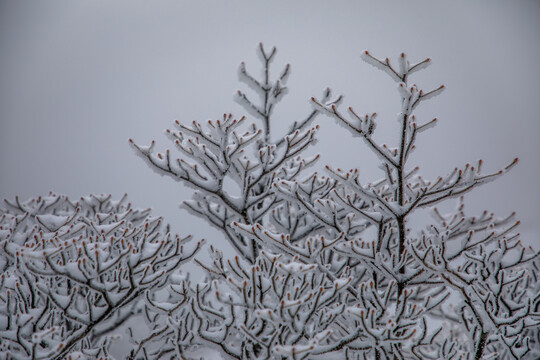 雪树