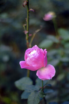 一朵粉色的野花