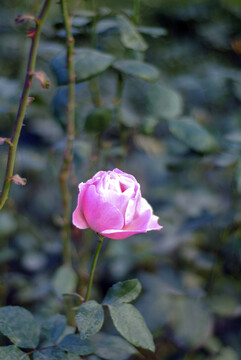一朵粉色的野花
