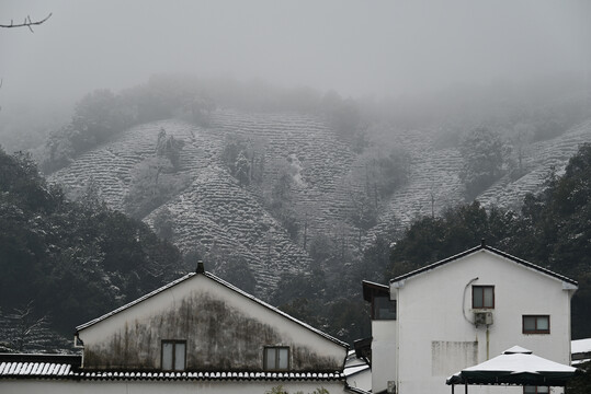 龙井村