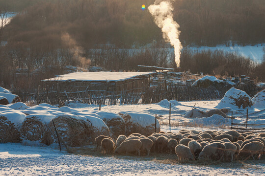 冬季绵羊养殖清晨炊烟