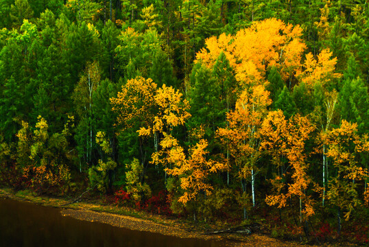 河边秋季森林