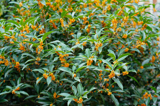 桂花树