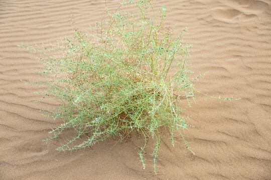 金色沙漠风滚草