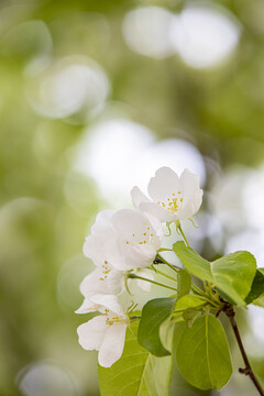 沙果花