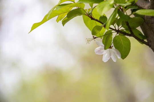 沙果花