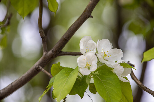 苹果花沙果花