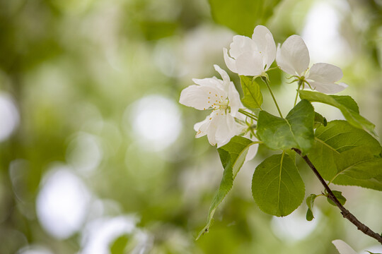 苹果花沙果花