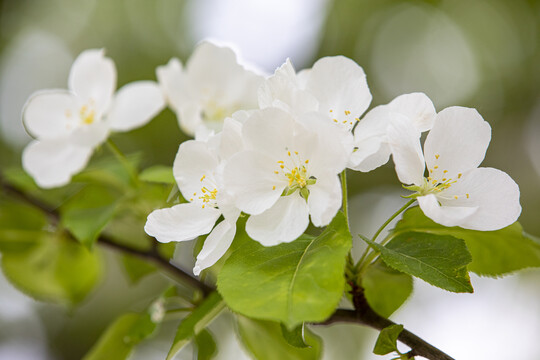 苹果花沙果花