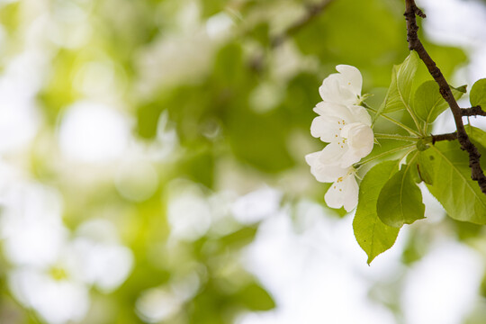 苹果花沙果花